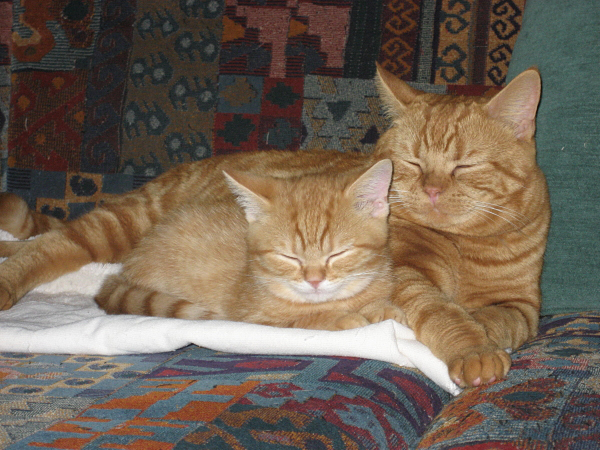 Olly und Orso